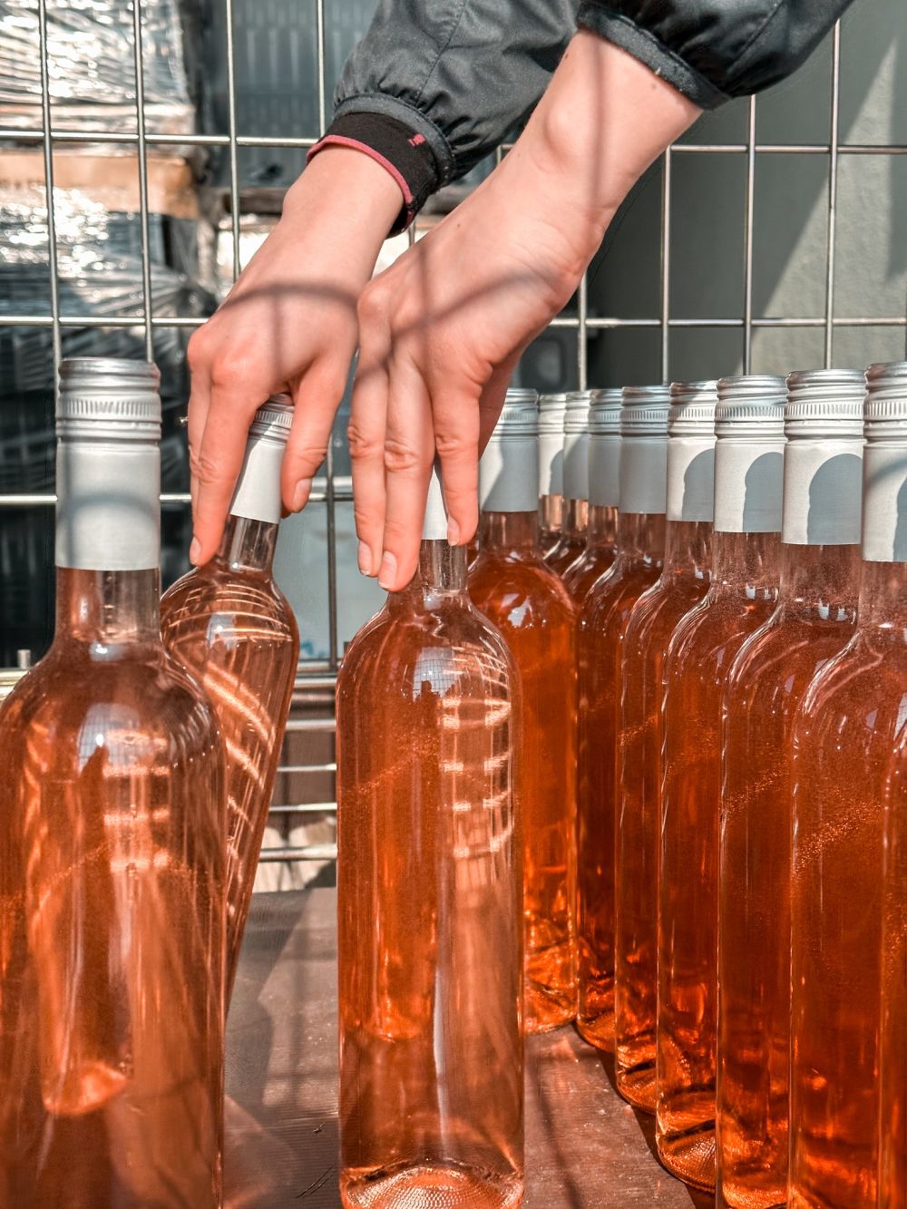 Včera jsme nalahvovali první vína ročníku 2022